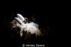 The White Mantis Shrimp - so rare it hasn't got a scienti... by Henley Spiers 
